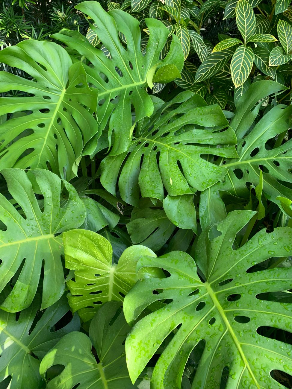 Close-up of vibrant green monstera leaves with raindrops, showcasing tropical beauty.. pexels, close, vibrant