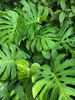 Close-up of vibrant green monstera leaves with raindrops, showcasing tropical beauty.. pexels, close, vibrant