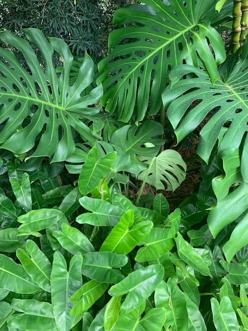 monstera leafs