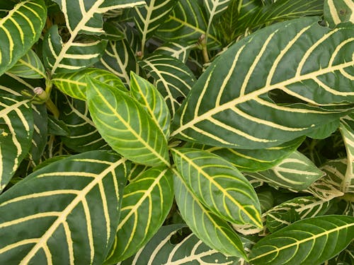 Free stock photo of variegated