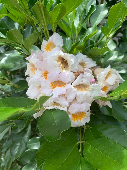 Free stock photo of blooming, flower, flowering plant