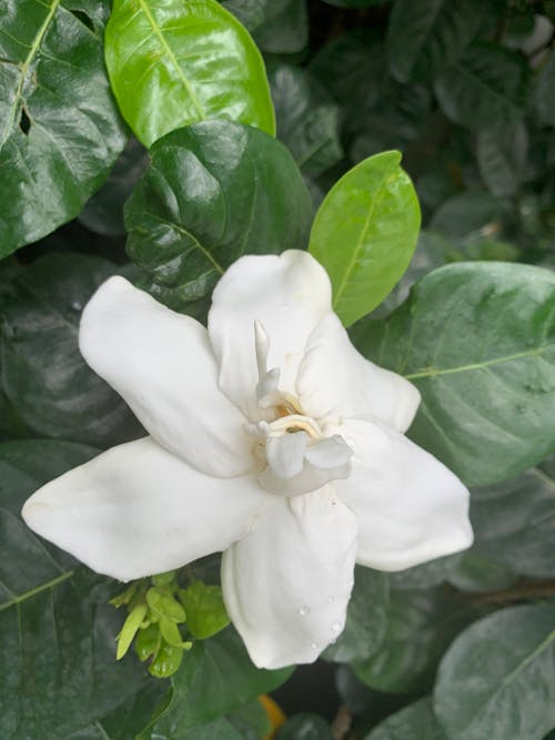 Free stock photo of blooming, flowe, mandevilla