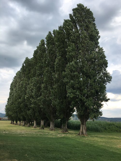 Free stock photo of birch trees