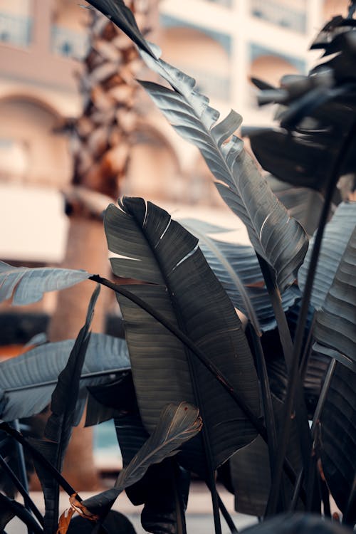 Photos gratuites de feuilles, feuilles de palmier, fond d'écran 4k