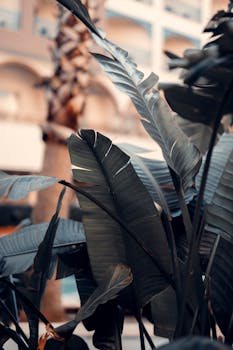 Close-up of tropical palm leaves with blurred building in the background, showcasing a modern urban setting.