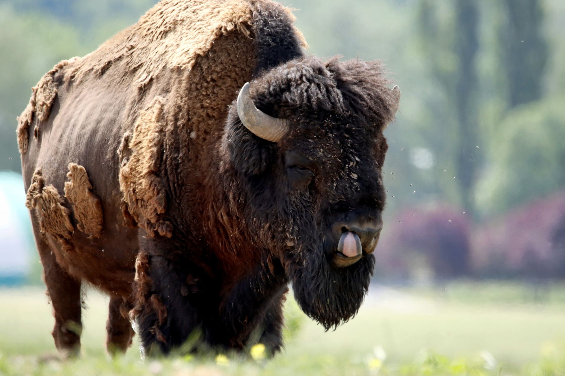 Close-up of a bison in nature during summer, showcasing wildlife photography.