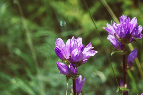 Gratis stockfoto met bloem, natuur