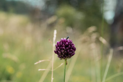 Imagine de stoc gratuită din floare, insectă, natură