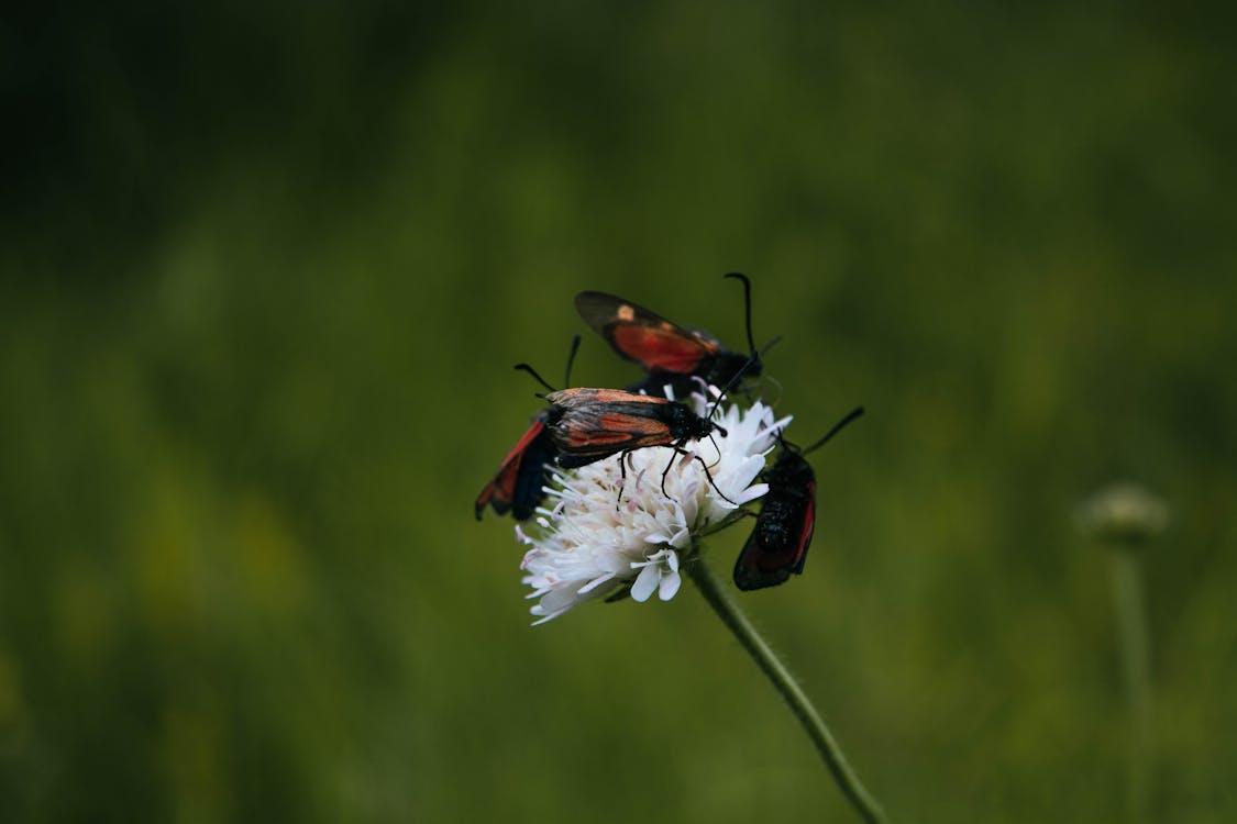 Free stock photo of bugs, flower, green