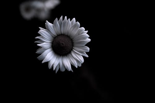 Free Grayscale Photo of a Flower Stock Photo