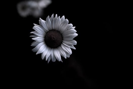 A striking monochrome photo of a daisy with a dark background, perfect for minimalist and nature themes.