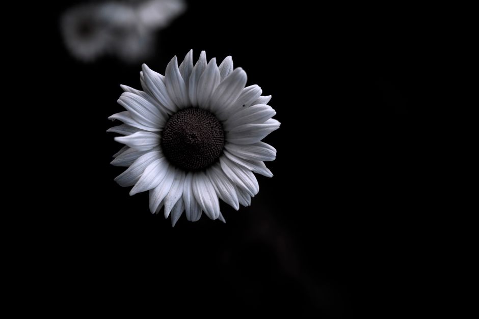 A striking monochrome photo of a daisy with a dark background, perfect for minimalist and nature themes.