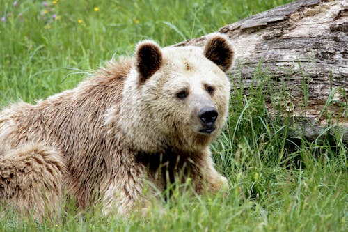 Δωρεάν στοκ φωτογραφιών με άγρια ζώα, άγρια φύση, αρκούδα