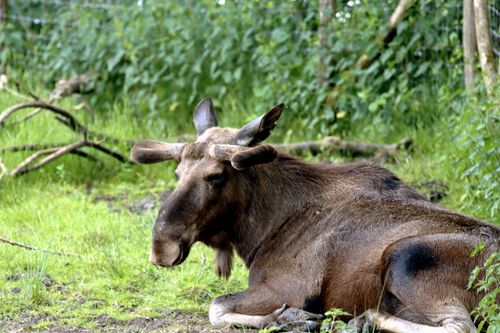 Free A moose lying on grass in a fenced forest area. Captured with a Canon DSLR. Stock Photo