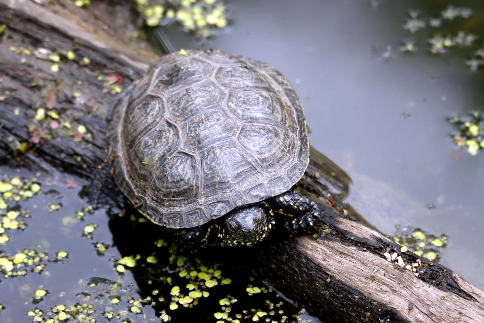 A freshwater turtle rests on a log surrounded by water and aquatic plants.