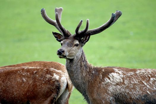A striking portrait of a red deer in a natural outdoor setting.