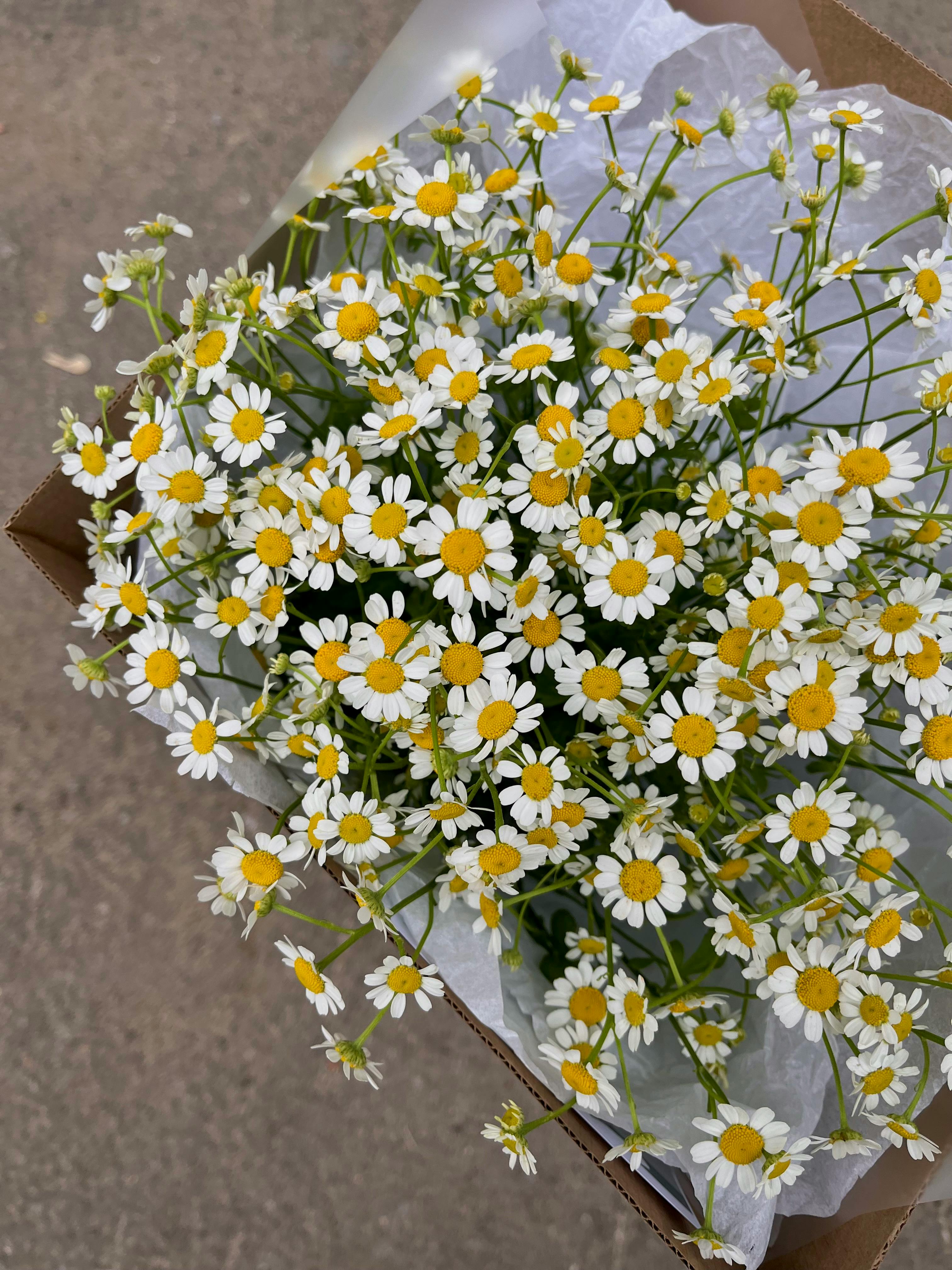 How much is a $2 exacta box bet with 3 horses?