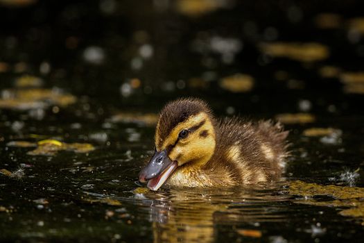 A cute duckling gracefully swimming in calm waters, showcasing its fluffy feathers.