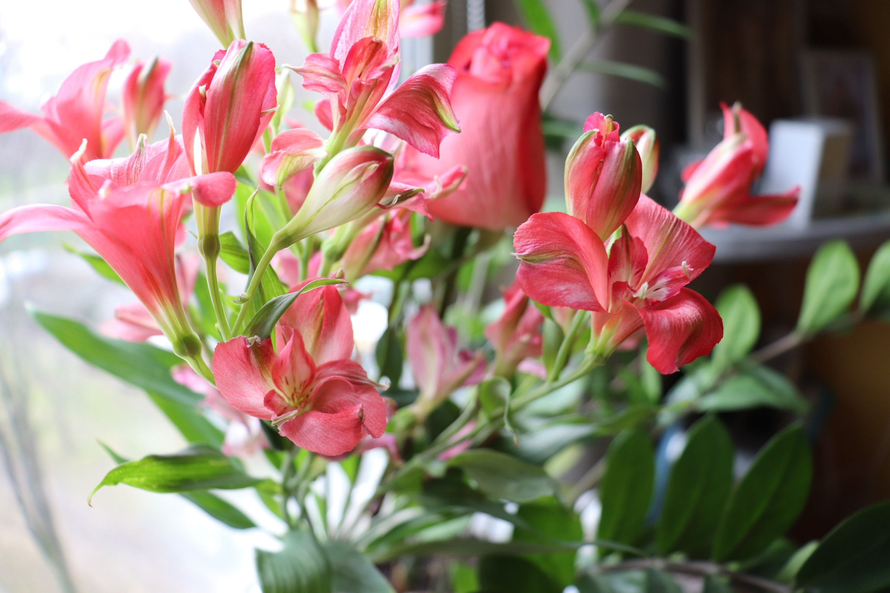 [ColoSach]-a-beautiful-arrangement-of-pink-flowers-in-full-bloom,-captured-by-a-window.