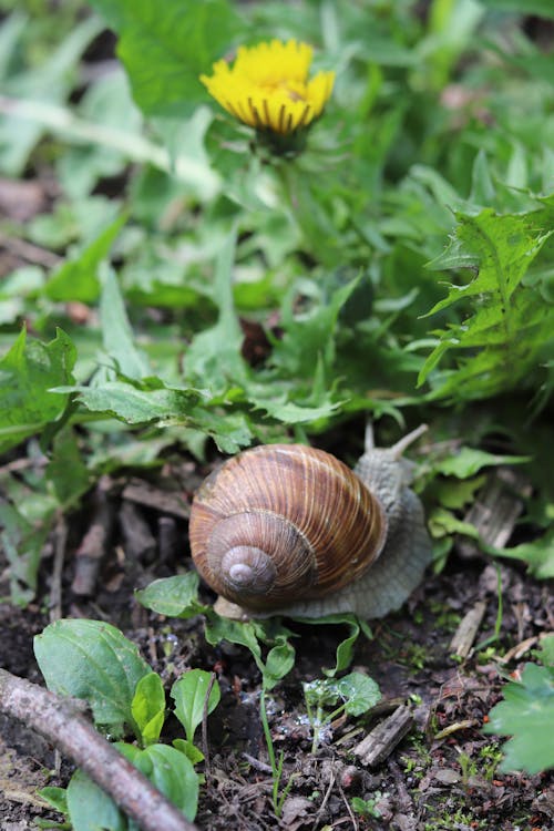 Fotobanka s bezplatnými fotkami na tému lezenie, slimák, zelené listy