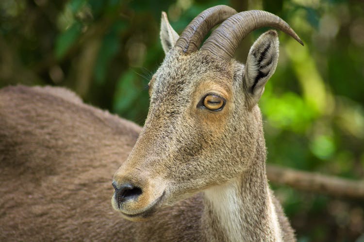 Nilgiri Tahr In Close-up Photography