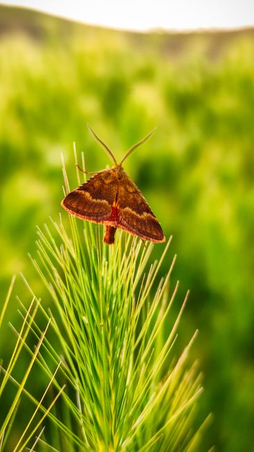 Vibrant moth resting on pine needles in a natural setting.