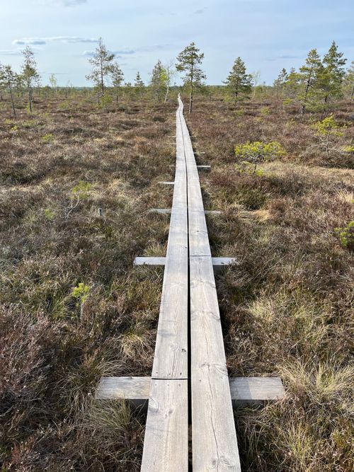 Free A narrow wooden walkway stretches through a serene grass field under a clear sky. Stock Photo