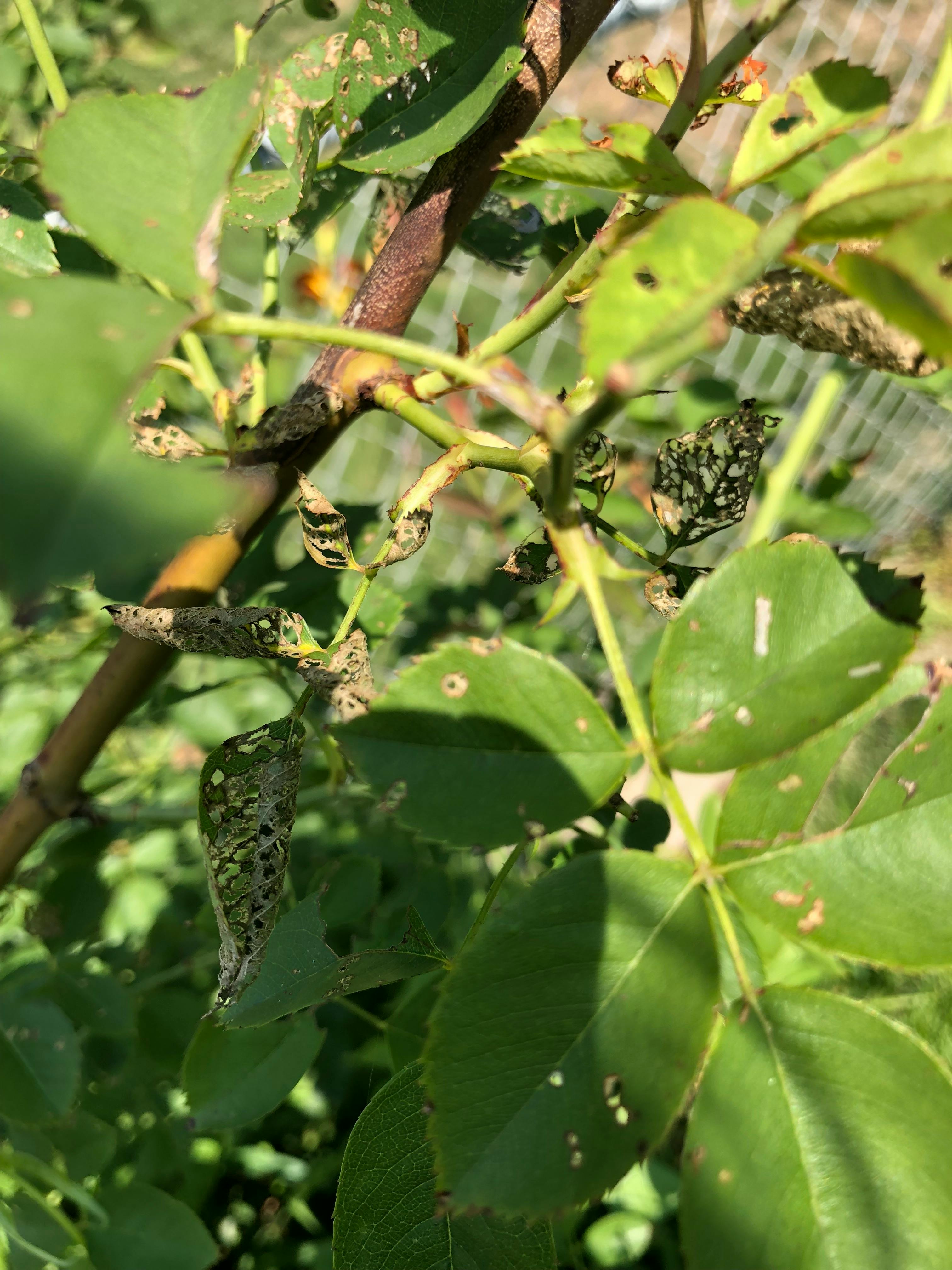 有关japanesebeetle 日本甲虫 景觀的免费素材图片