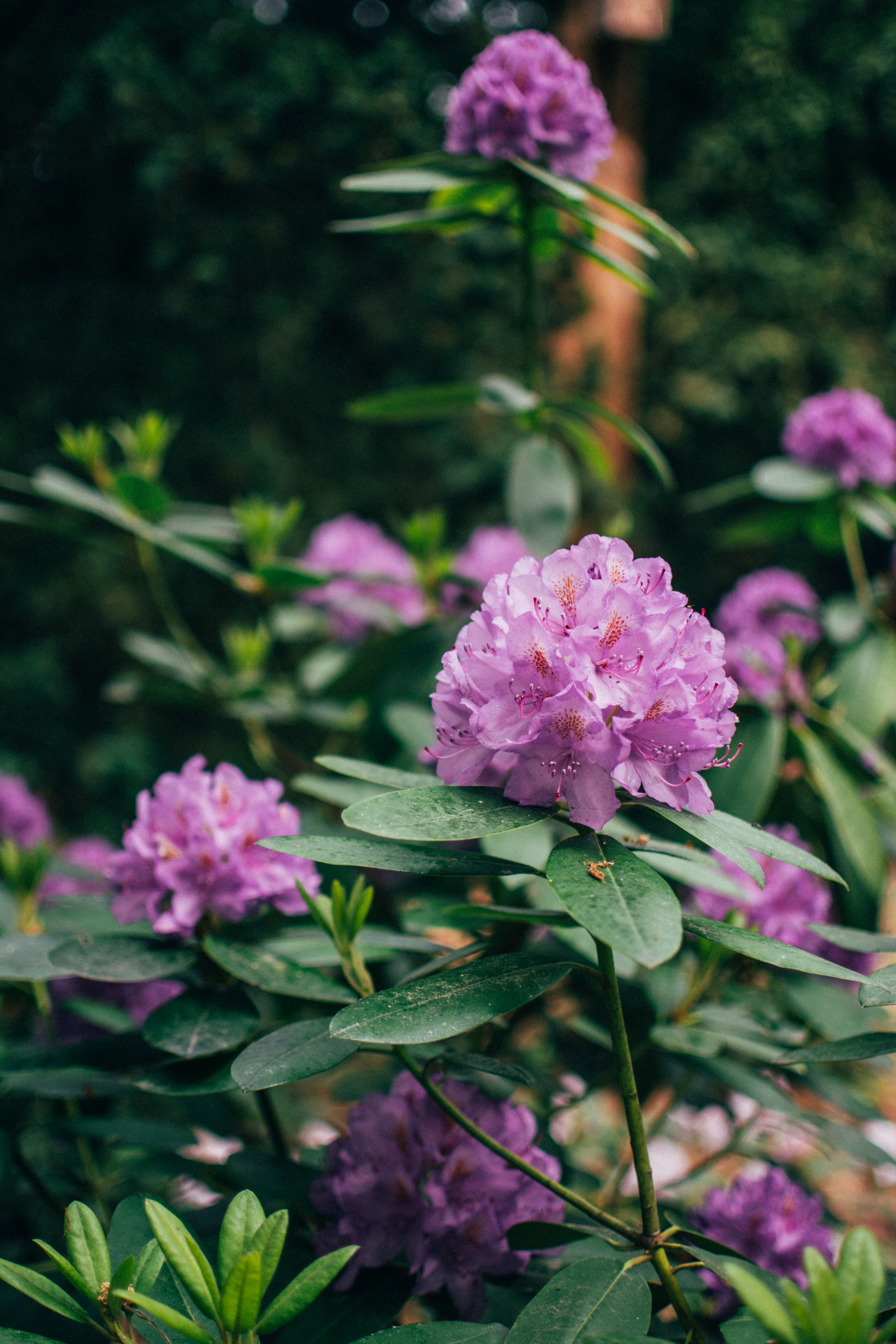 Purple Flowers in Bloom · Free Stock Photo