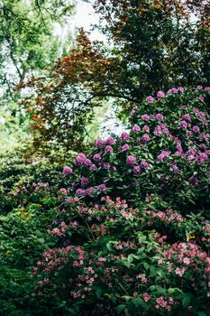 Vibrant purple and pink flowers in a lush garden setting, ideal for nature and landscape themes.