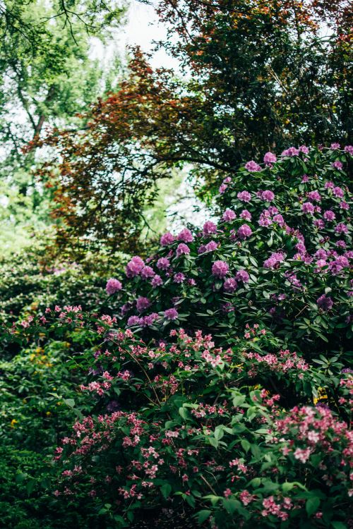 Free Vibrant purple and pink flowers in a lush garden setting, ideal for nature and landscape themes. Stock Photo