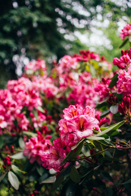 Flowers of a Rhododendron