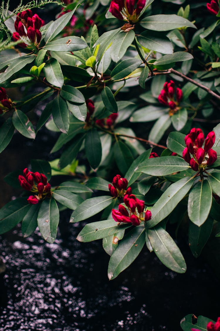 Rhododendron Arboreum Plant