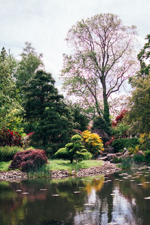 Free A tranquil park scene featuring a reflective pond surrounded by lush trees and vibrant spring foliage. Stock Photo
