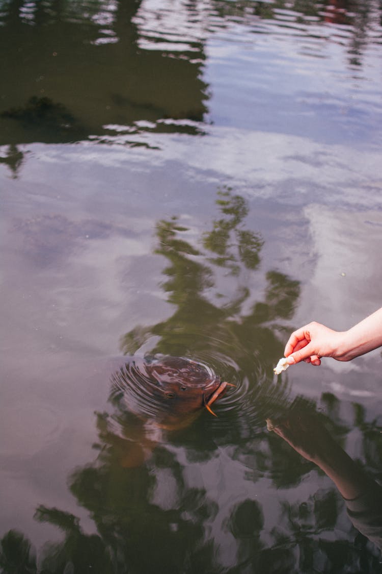 A Person Feeding A Fish