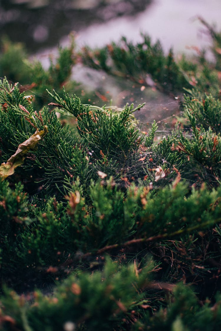 Spider Web On The Juniper Leaves