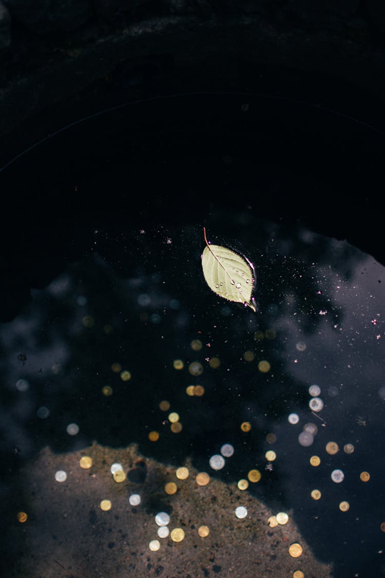 Leaf On The Water Surface