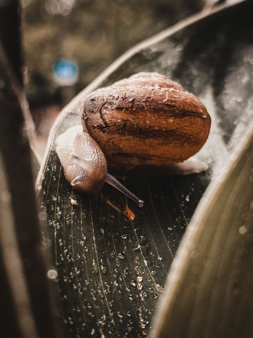 Free stock photo of animal, doğa, hayvan Stock Photo