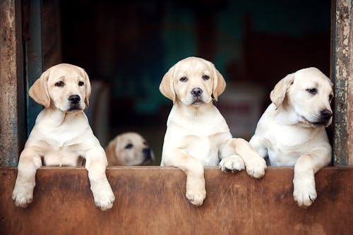 Cute Labrador Puppies 