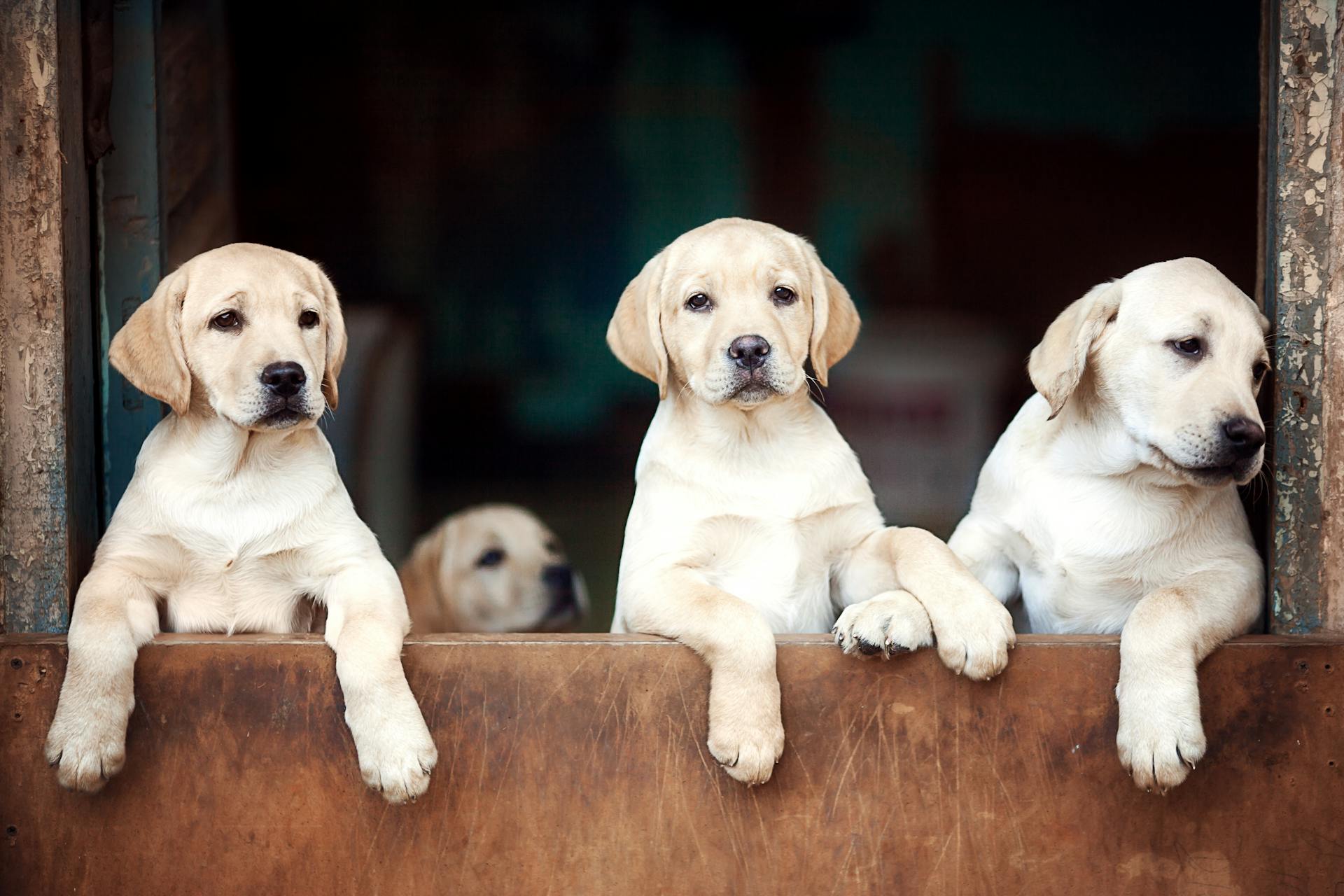 Snygga labradorvalpar