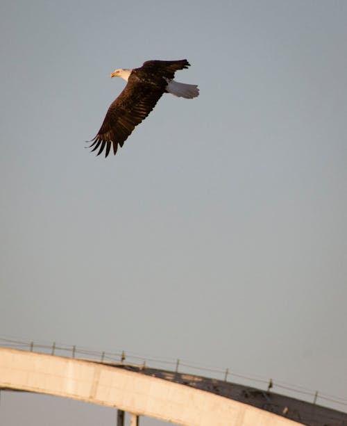 Immagine gratuita di animale, aquila calva, cielo bianco