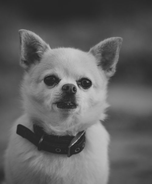 Free A classic grayscale portrait of a Chihuahua wearing a collar, looking directly at the camera. Stock Photo