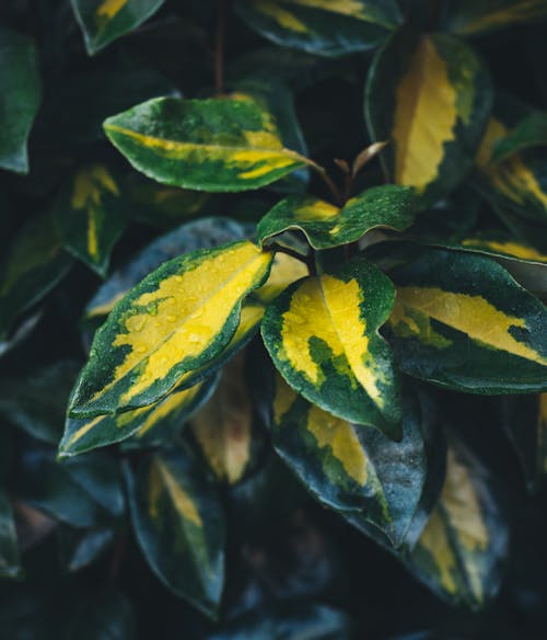 Free Green and Yellow Leaves in Close Up Photography Stock Photo