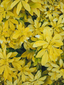 Close-up of vibrant yellow foliage with dew, perfect for nature-themed wallpapers.
