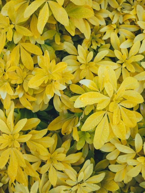 Free Close-up of vibrant yellow foliage with dew, perfect for nature-themed wallpapers. Stock Photo