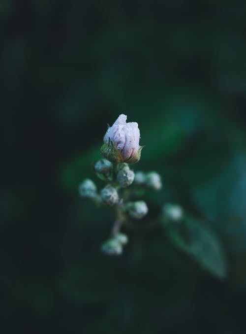Delicate Flower Bud