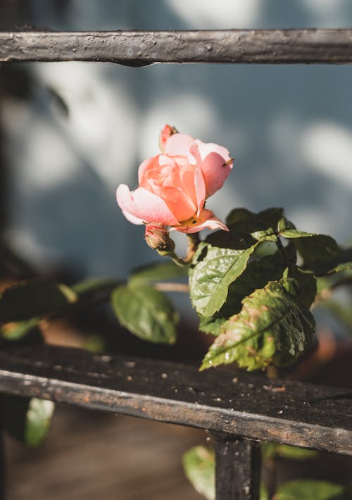 Gratis lagerfoto af blomsterfotografering, blomstrende, flora