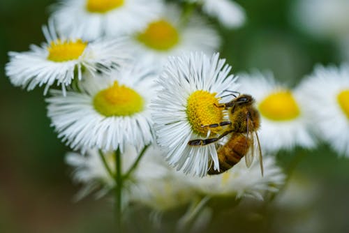 Free A Honey Bee Feeding from a Daisy Stock Photo