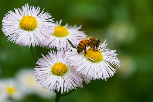 A Honeybee on a Flower