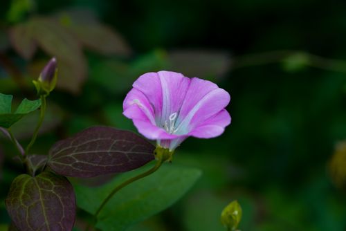 Free Close-up view of a vibrant purple bindweed flower in bloom, showcasing delicate petals. Stock Photo